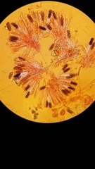 Saccobolus depauperatus