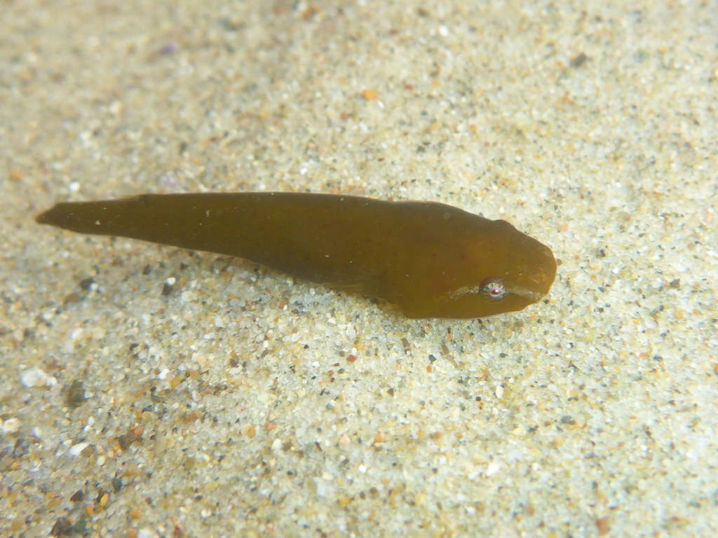 Slender clingfish (Rimicola eigenmanni) — Gobiesocidae