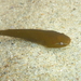 Kelp Clingfish - Photo (c) Robin Gwen Agarwal, some rights reserved (CC BY-NC), uploaded by Robin Gwen Agarwal