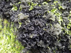 Leptogium brebissonii