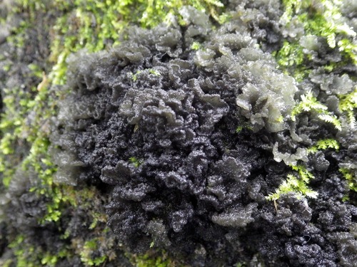 Representative image of Leptogium brebissonii