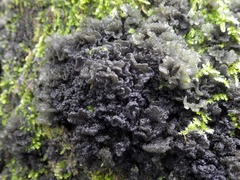 Leptogium brebissonii