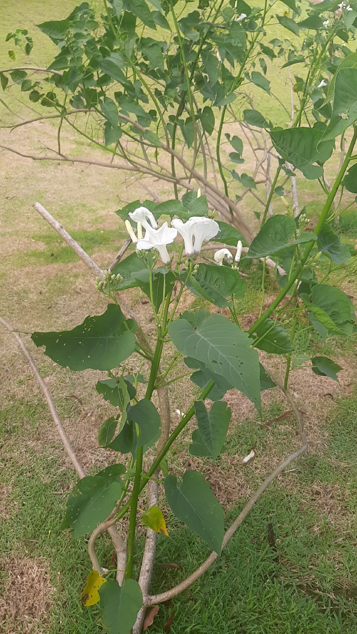 Ipomoea carnea