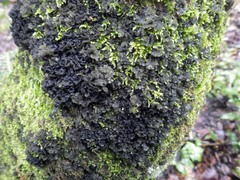 Leptogium brebissonii