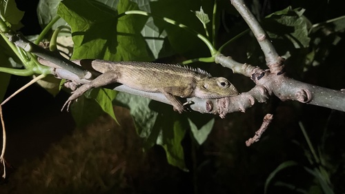 Calotes versicolor