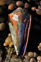 Conus sanguinolentus