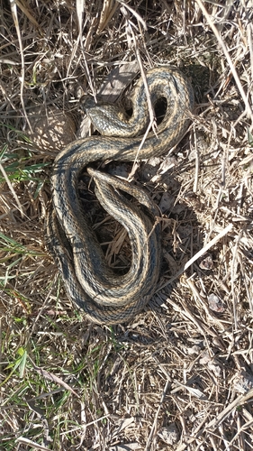 Viperine Snake