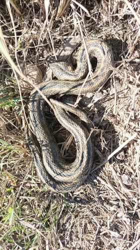 Viperine Snake