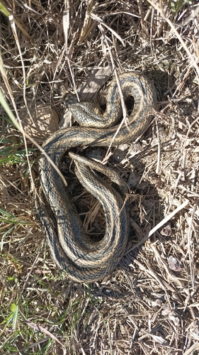 Viperine Snake