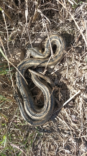 Viperine Snake