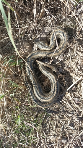 Viperine Snake