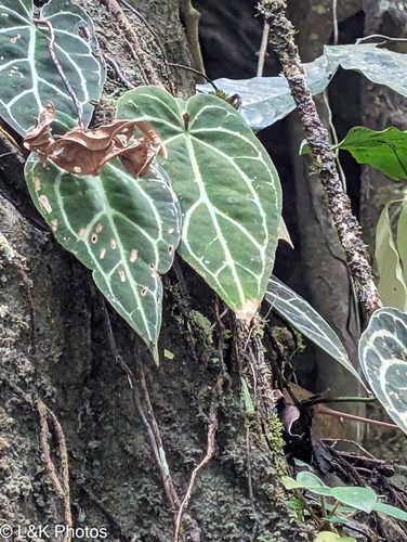 Anthurium crystallinum