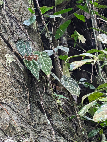 Anthurium crystallinum, photograph 2