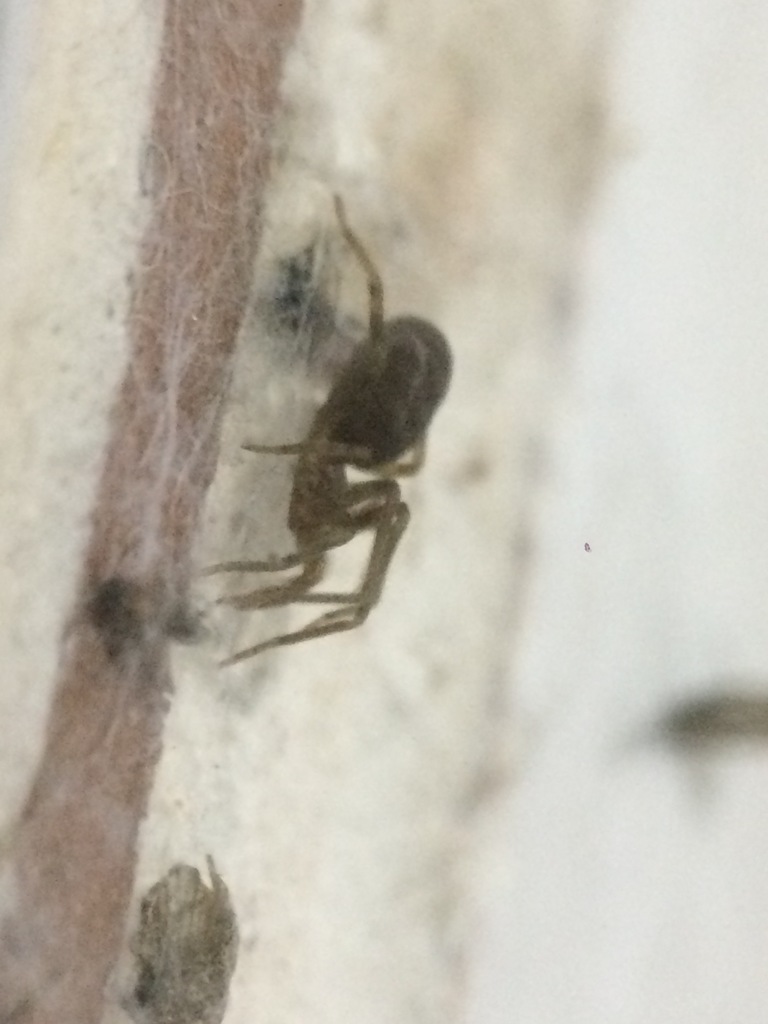 Pikelinia mendensis