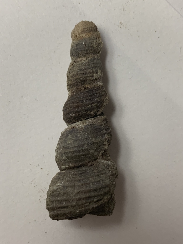 Turritella uvasana