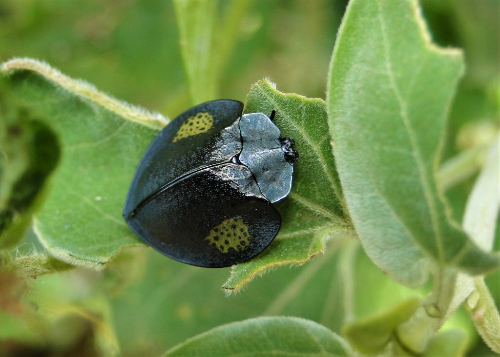Stolas redtenbacheri