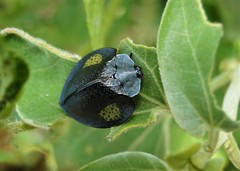 Stolas redtenbacheri