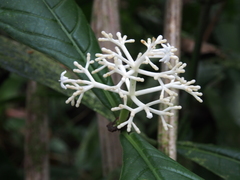 Rudgea reducticalyx