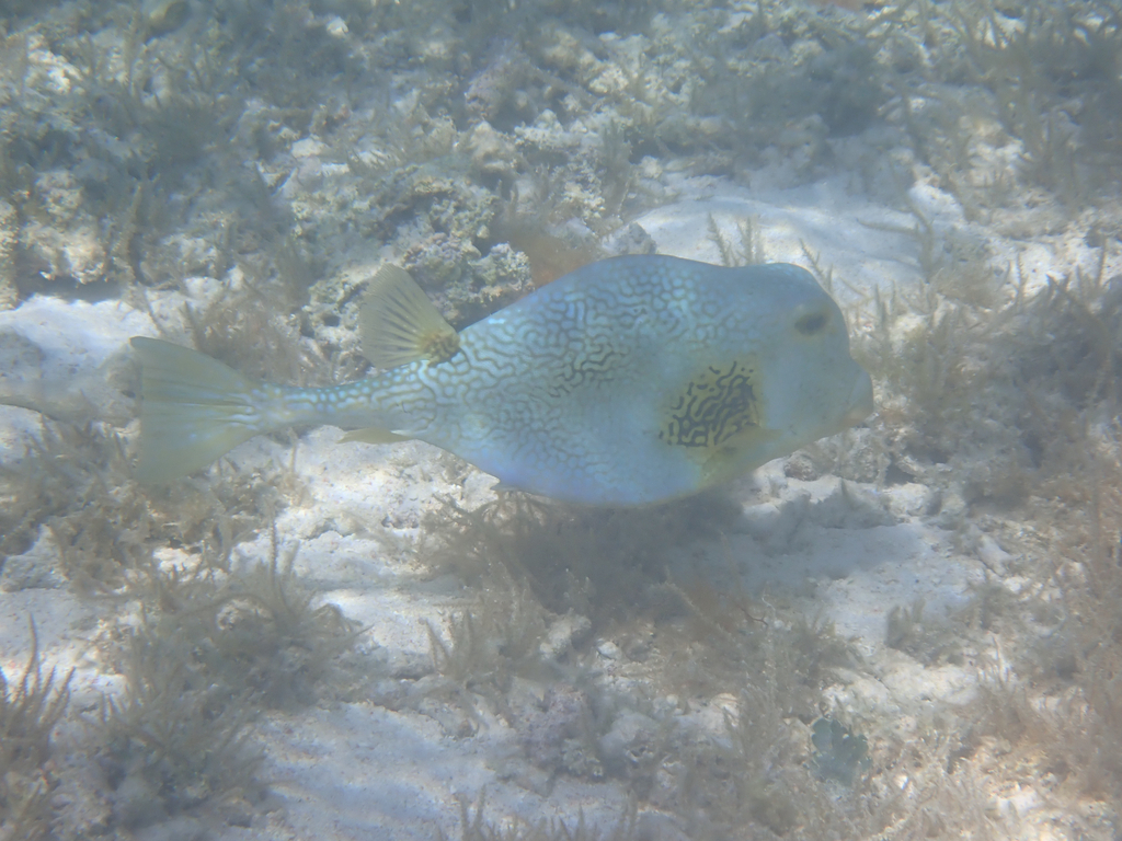 Buffalo trunkfish (Lactophrys trigonus) — Ostraciidae