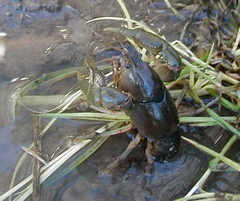 Fallicambarus houstonensis
