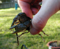 Fallicambarus houstonensis
