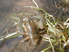 Fallicambarus houstonensis