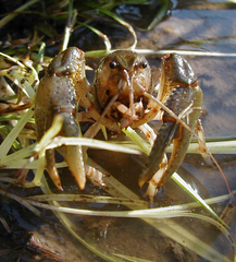 Fallicambarus houstonensis