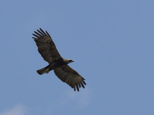 Wahlberg's Eagle