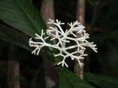 Rudgea reducticalyx