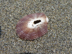 Lucapinella crenifera