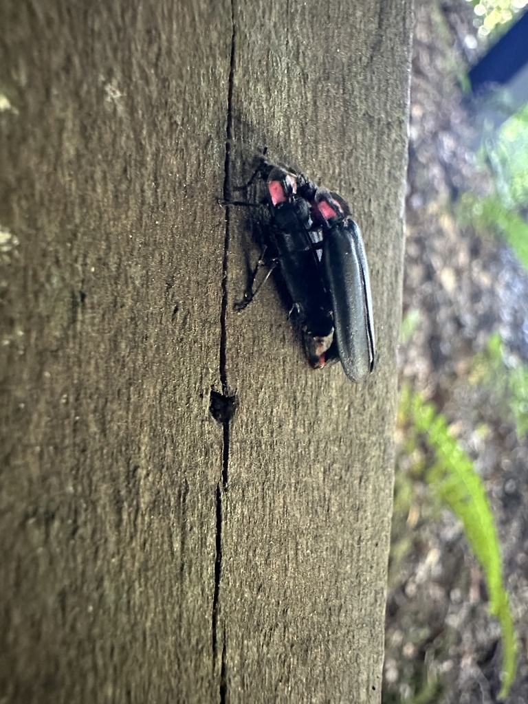 Pyractonema obscura