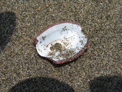 Lucapinella crenifera