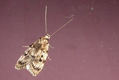 Barea exarcha