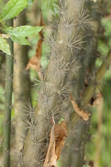 Leuenbergeria bleo