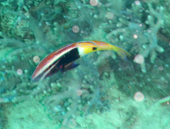 Parupeneus barberinoides
