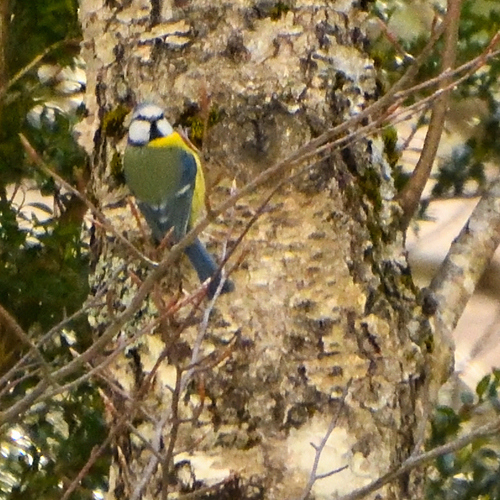 Eurasian Blue Tit