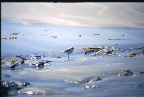 iNaturalist: (c) René Manger, some rights reserved (CC BY-NC), uploaded by René Manger iNaturalist image