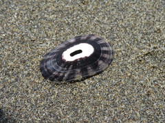 Fissurella limbata
