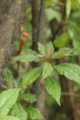 Leuenbergeria bleo