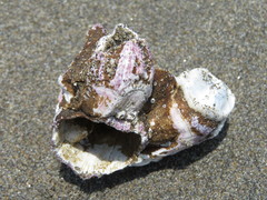Megabalanus concinnus