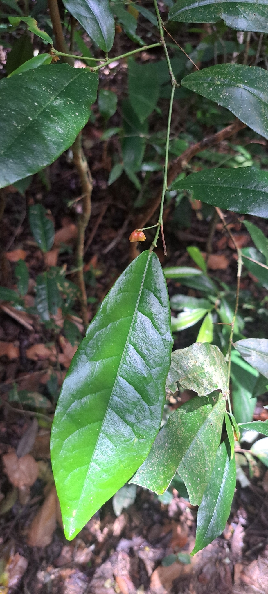 Sebastiania brasiliensis