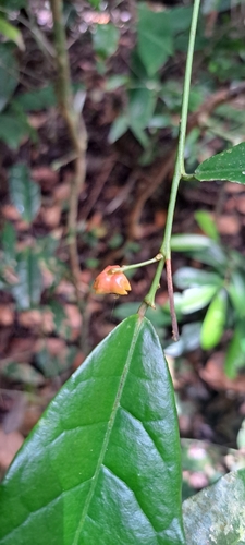 Sebastiania brasiliensis, photograph 2