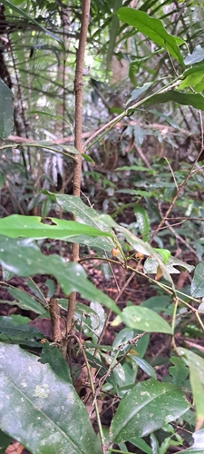 Sebastiania brasiliensis, photograph 3
