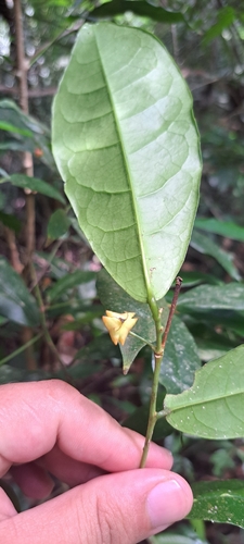 Sebastiania brasiliensis, photograph 4