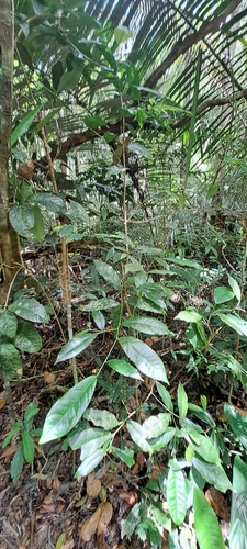 Sebastiania brasiliensis, photograph 5