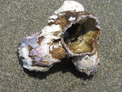 Megabalanus concinnus