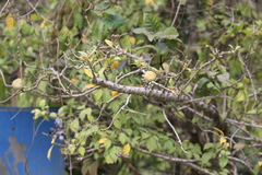 Leuenbergeria bleo