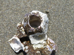 Megabalanus concinnus