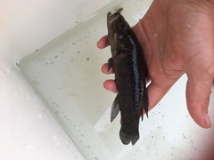 Gobiomorphus gobioides