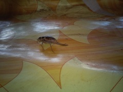 Bradyporinae